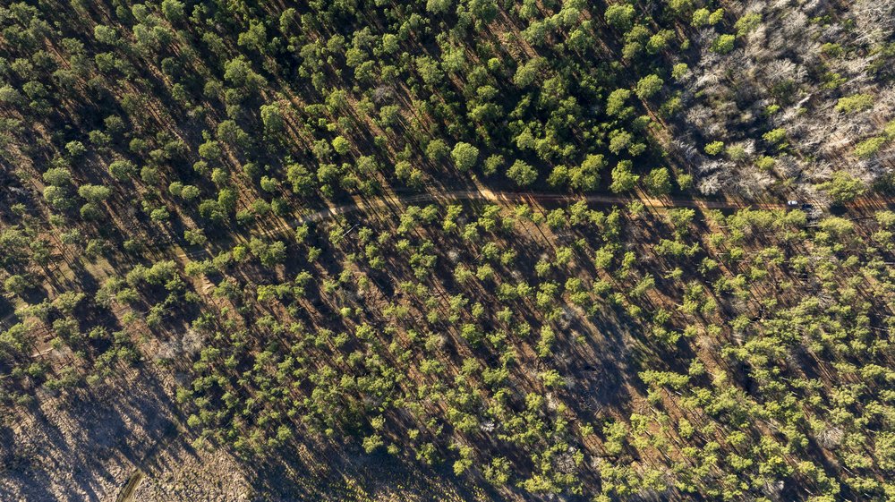 Ariel view of tall trees at Boggy Slough
