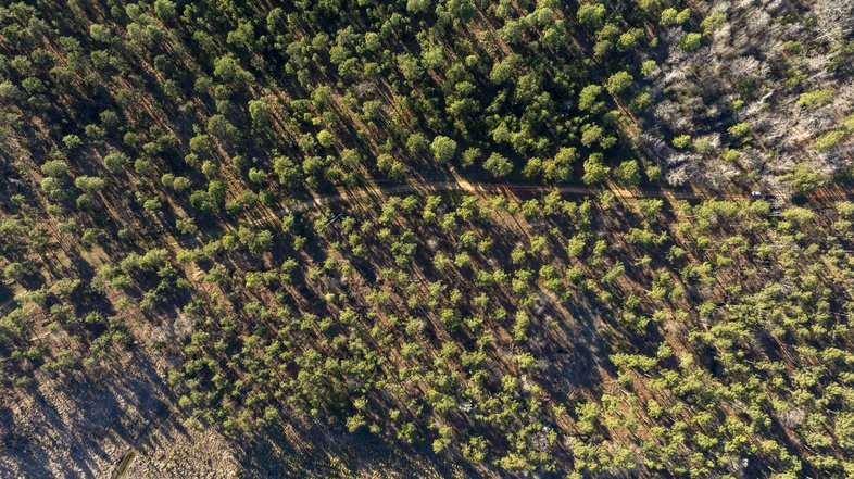Ariel view of tall trees at Boggy Slough