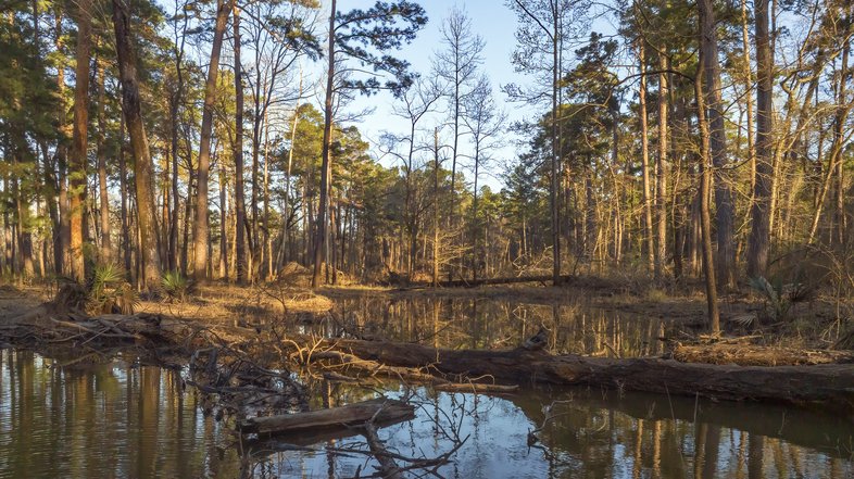 Tall trees surround a natural pond with water