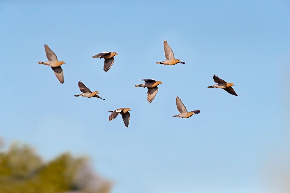 Flock of eight mourning doves flying high in a bright blue sky