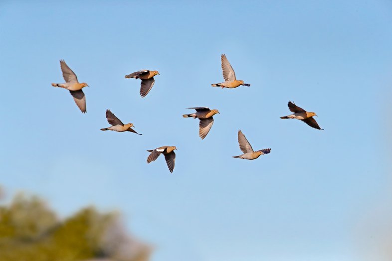 Flock of eight mourning doves flying high in a bright blue sky