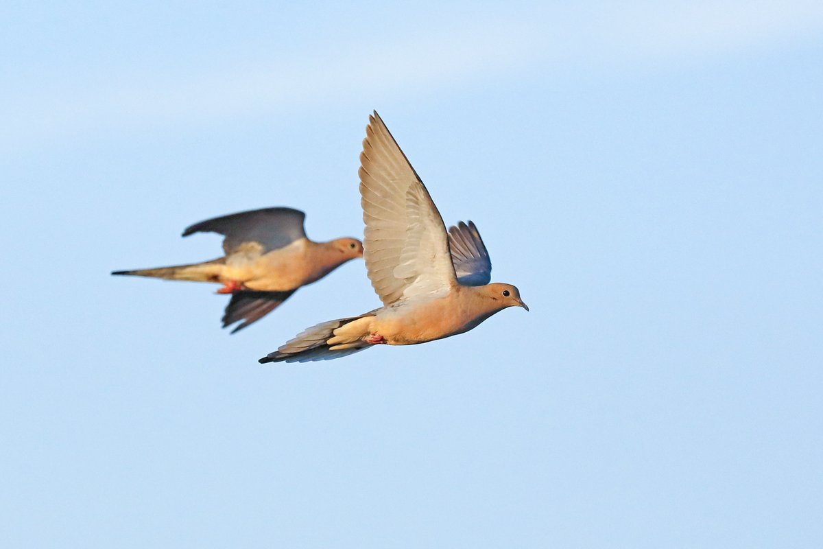 Two mourning doves flying in bright blue sky