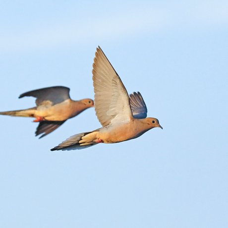 Two mourning doves flying in bright blue sky