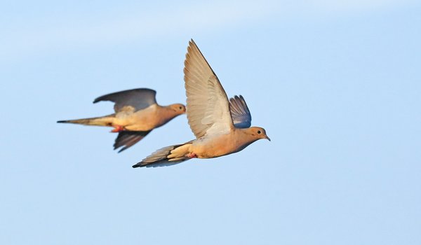 Two mourning doves flying in bright blue sky