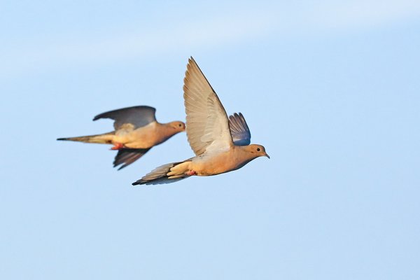 Two mourning doves flying in bright blue sky