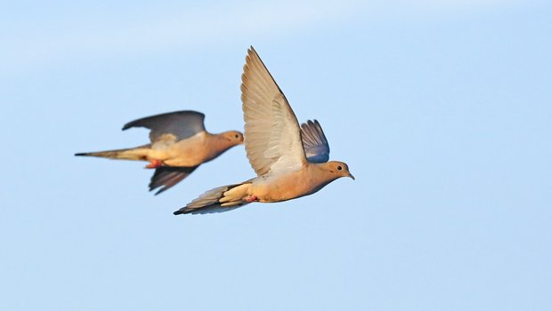 Two mourning doves flying in bright blue sky
