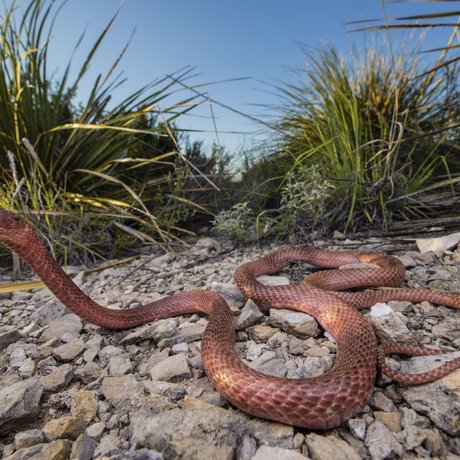 Light red western coachwhip with head off ground in a rocky clearing in west Texas
