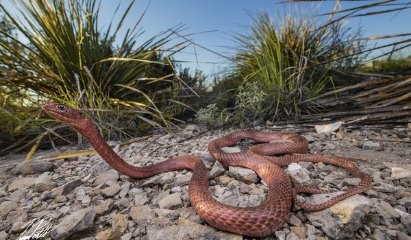 Light red western coachwhip with head off ground in a rocky clearing in west Texas