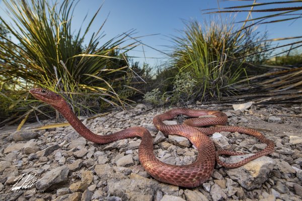 Light red western coachwhip with head off ground in a rocky clearing in west Texas