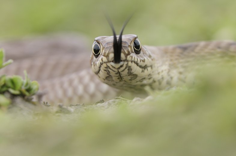 Pale brownish grey coachwhip snake with tongue out slithering in grassy area
