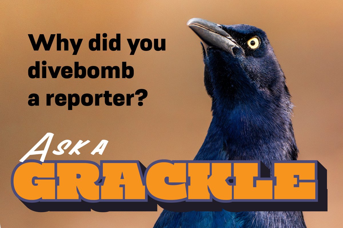 Ask a Grackle graphic with question, "Why did you divebomb a reporter?"