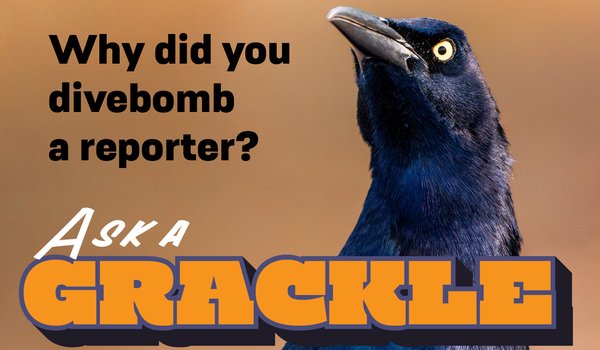 Ask a Grackle graphic with question, "Why did you divebomb a reporter?"