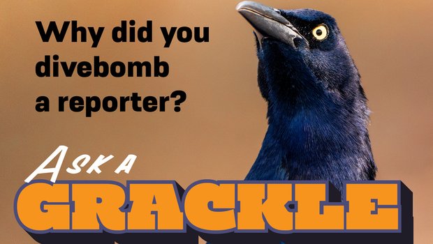 Ask a Grackle graphic with question, "Why did you divebomb a reporter?"