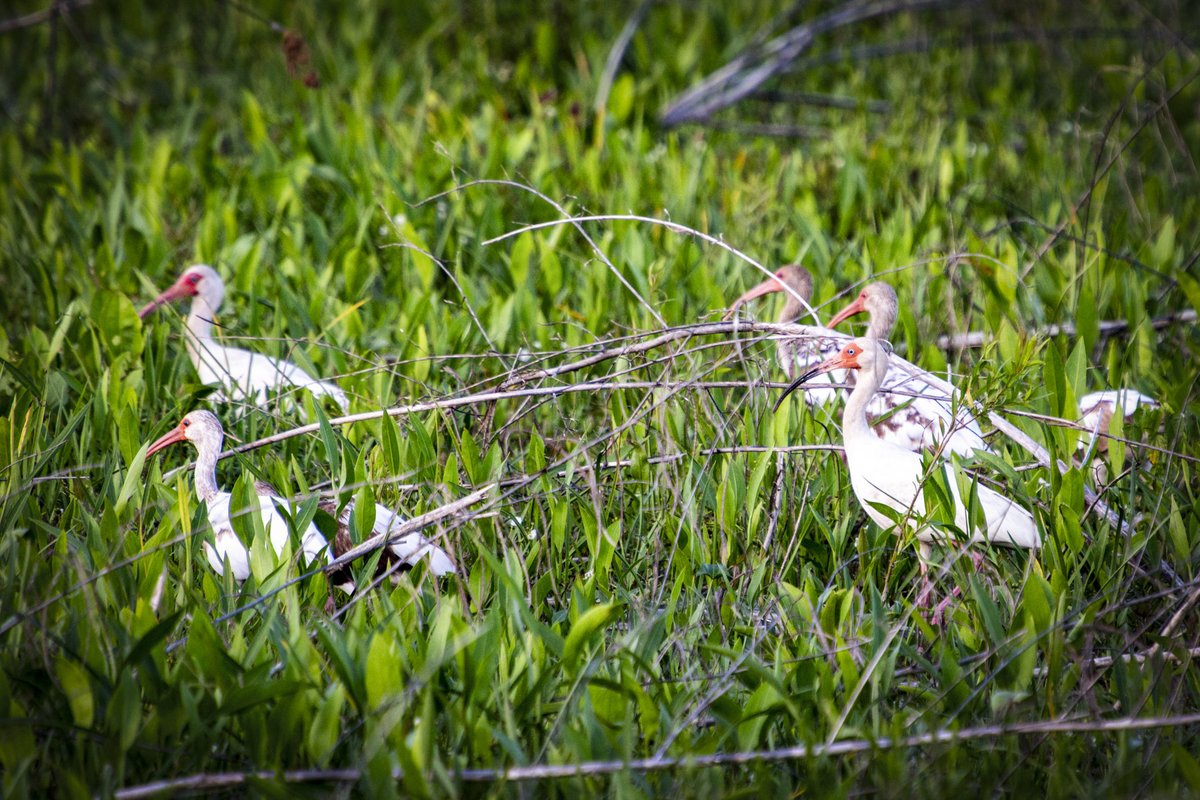 Egrets standing in a marsh.
