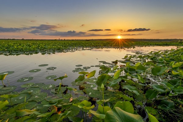 Wetlands along a river.
