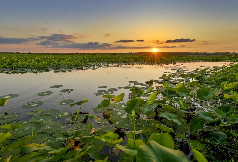 Wetlands along a river.