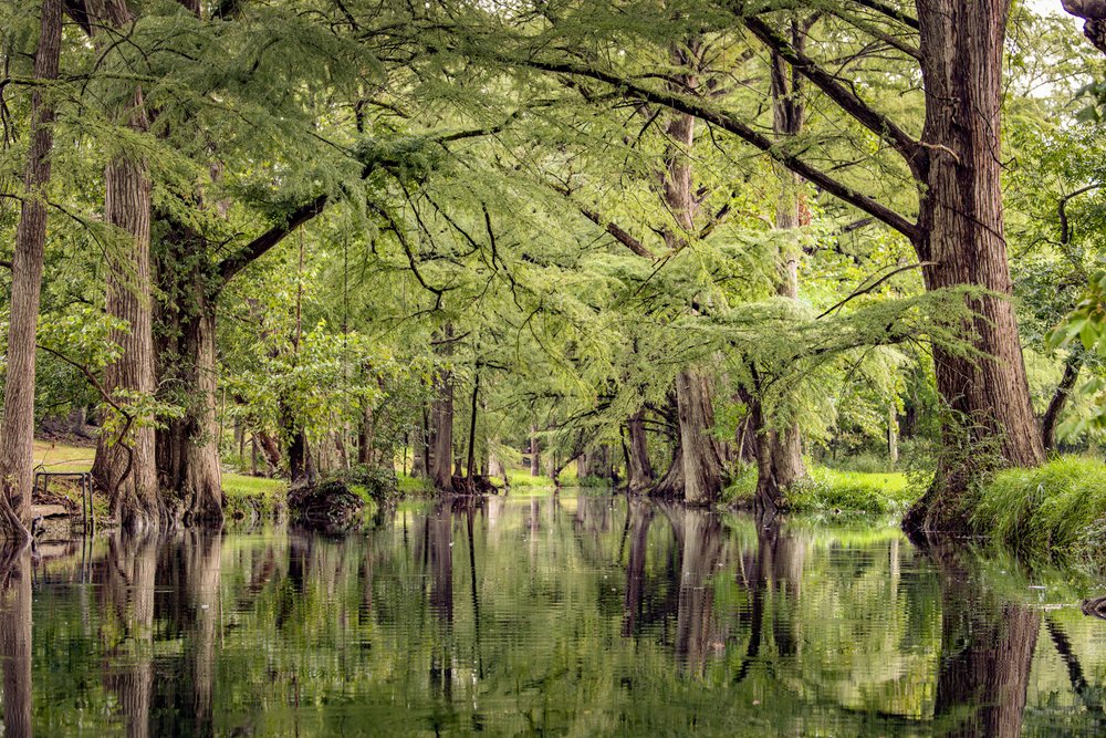 Trees growing in a creek.