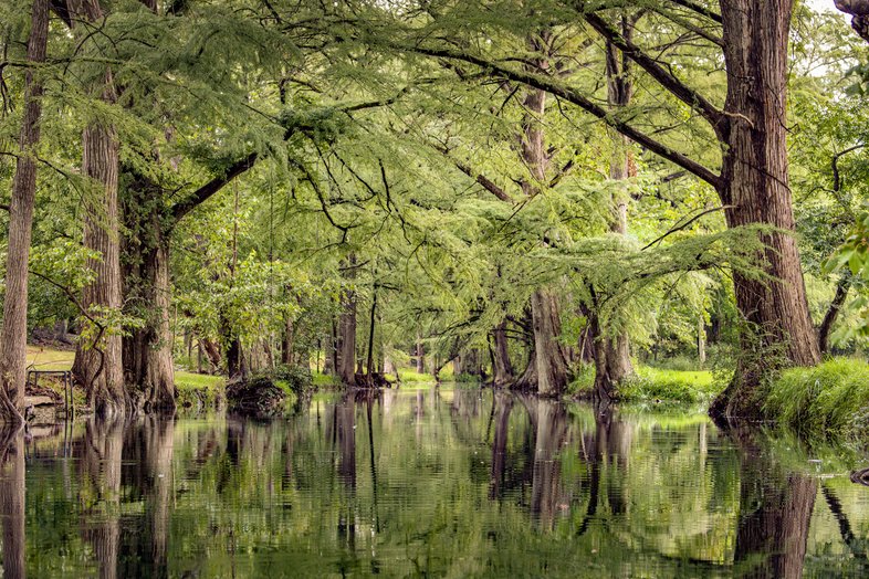 Trees growing in a creek.