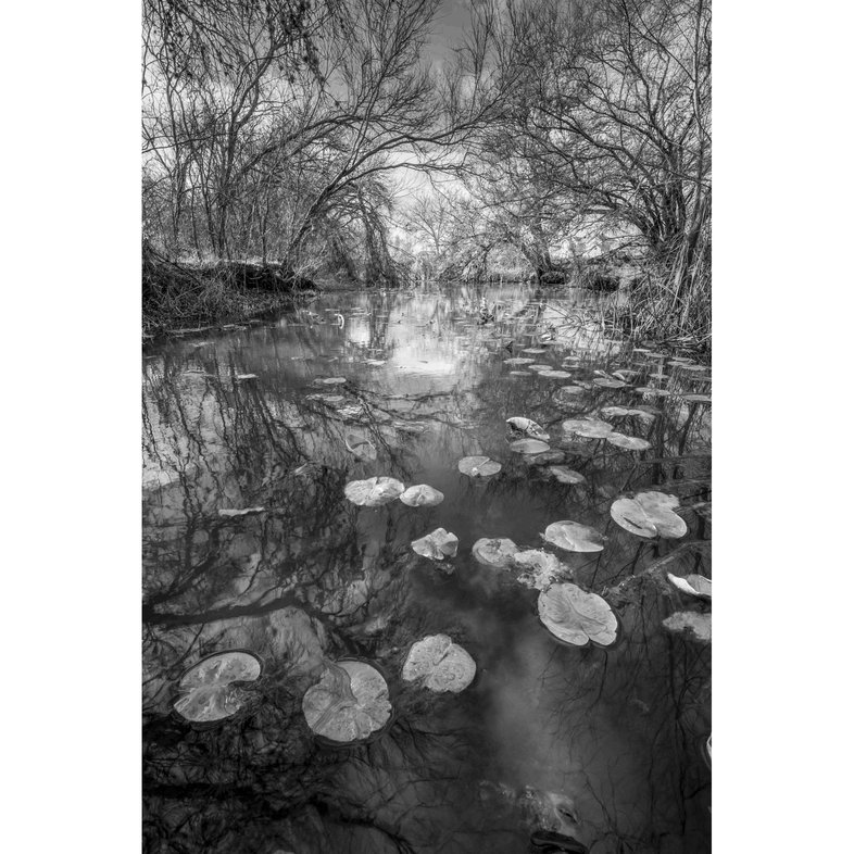 A wooded creek with lily pads