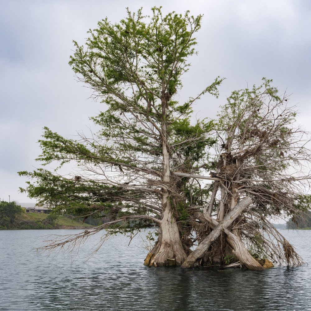 A damaged cypress tree in a river.