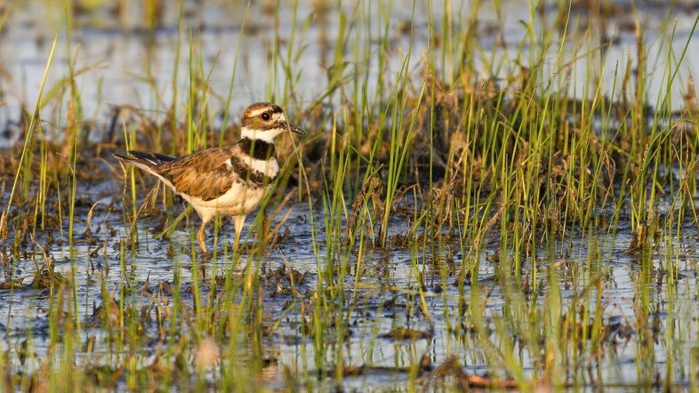 Killdeer In Vegitaion On Playa