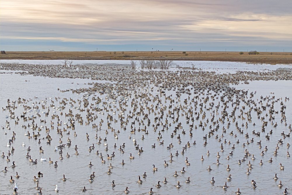 Migrating Geese On Playa