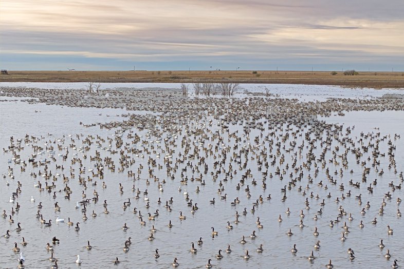 Migrating Geese On Playa
