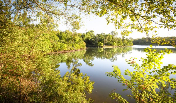A view of a lake through tree branches.