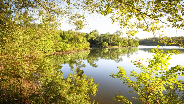 A view of a lake through tree branches.
