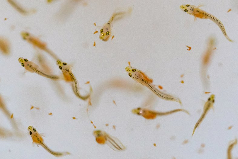 0826_TM-Science_FlounderLarvae_MichaelMiller-TexasAMAgrifLIfe
