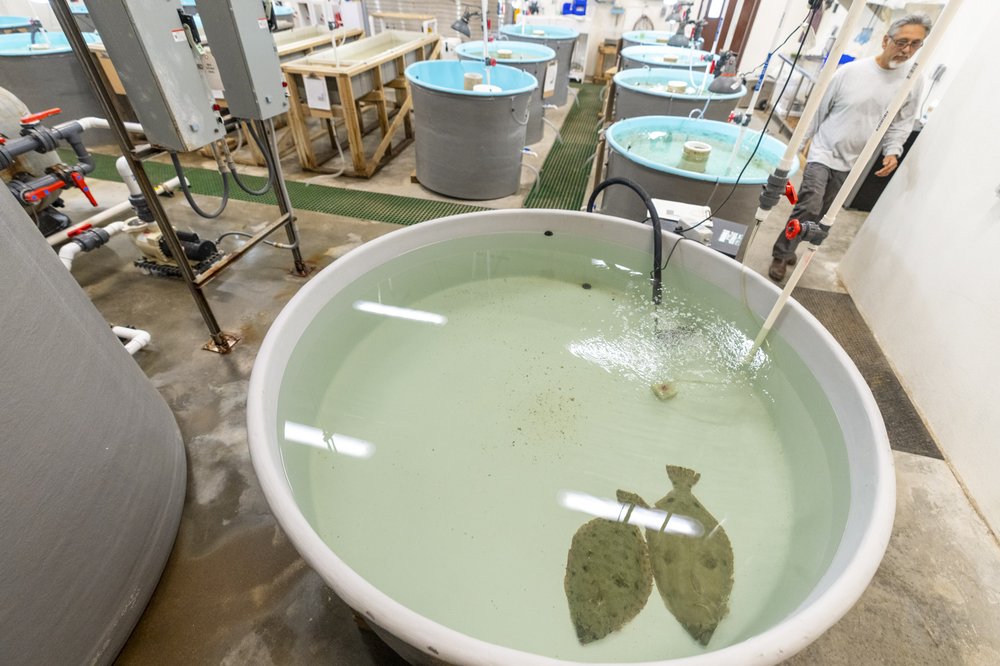 0826_TM-Science_FlounderSpawningAtTPWDCorpusChristi_MichaelMiller-TexasAMAgrifLIfe