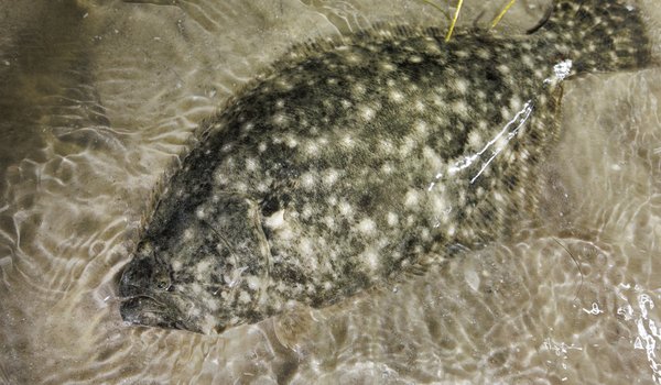 Southern Flounder that is Under shallow water.