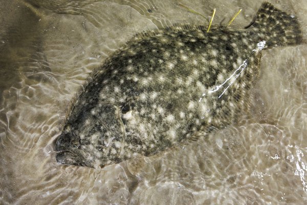 Southern Flounder that is Under shallow water.