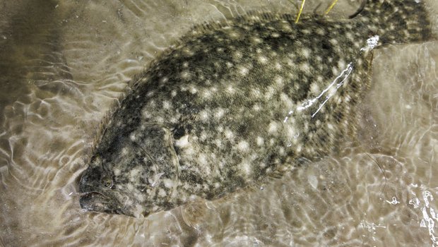 Southern Flounder that is Under shallow water.