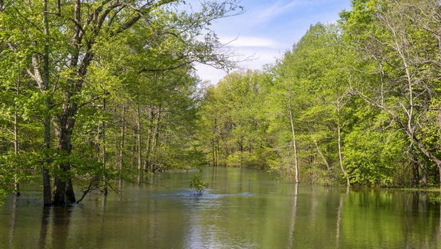 Big Cypress Bayou in Jefferson County