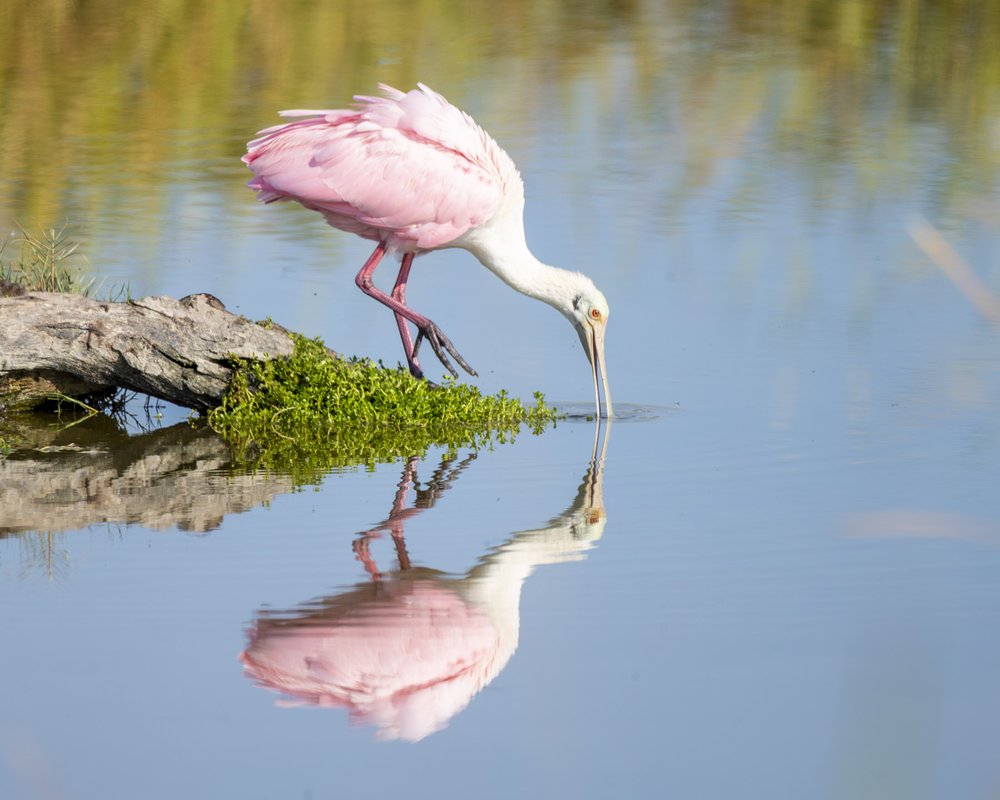 Roseate Spoonbill taking a drink.