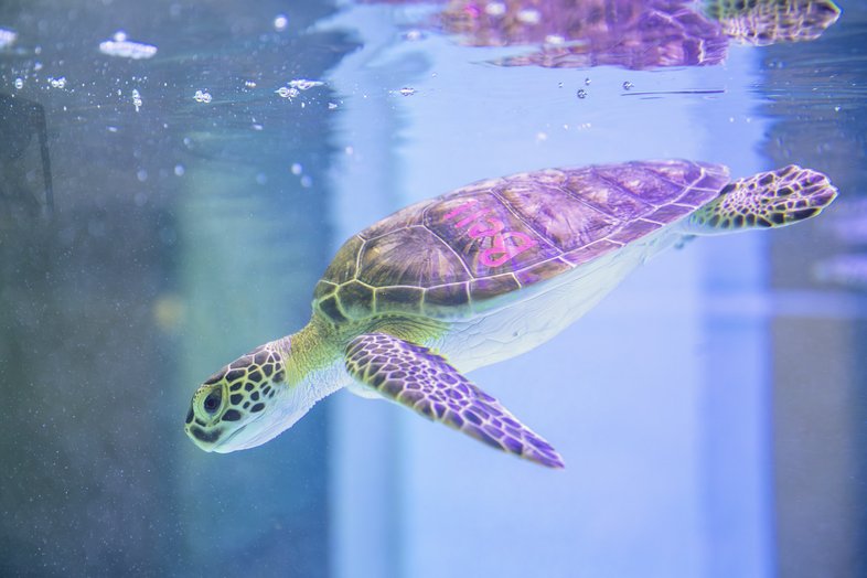 Turtle At Sea