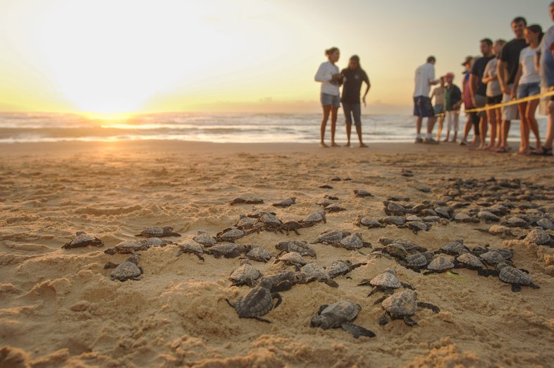 People on a beach for a hatchling release