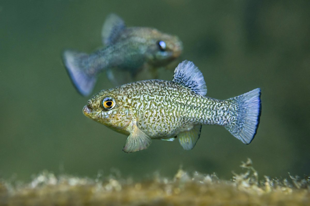 Female and Male Comanche Springs Pupfish