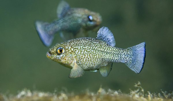 Female and Male Comanche Springs Pupfish