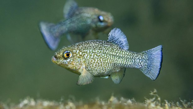 Female and Male Comanche Springs Pupfish