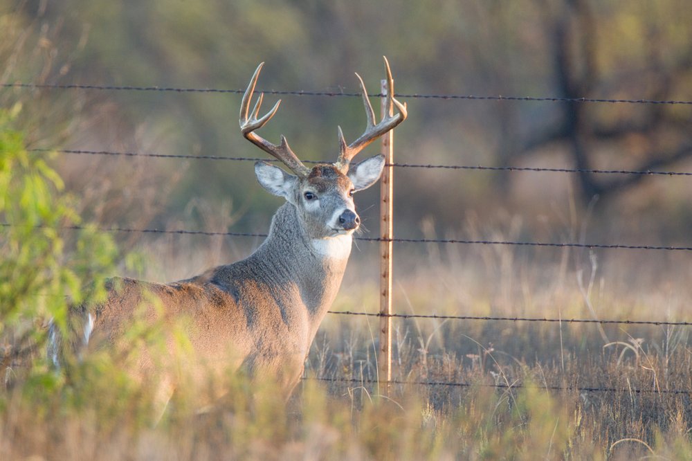 A mature white-tailed buck stands along a barbed wire fence