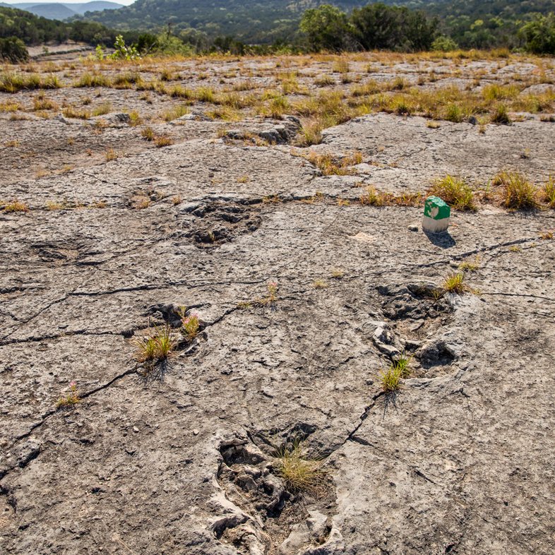 Dinosaur Tracks in Canyon Lake Gorge