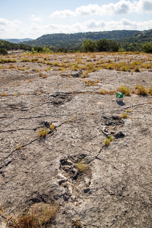 Dinosaur Tracks in Canyon Lake Gorge