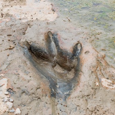 Three-toed theropod track