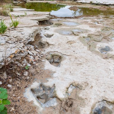 Dinosaur Tracks at Dinosaur Valley State Park