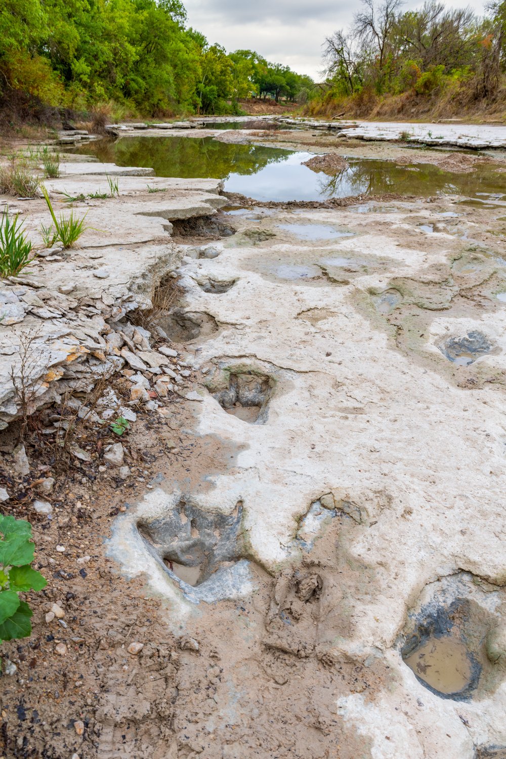 Dinosaur Tracks at Dinosaur Valley State Park