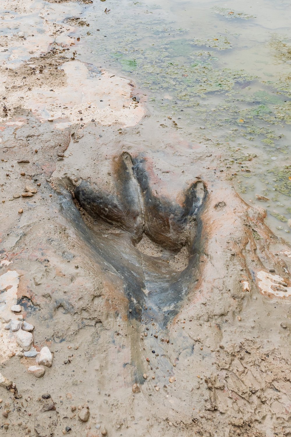 Three-toed theropod track