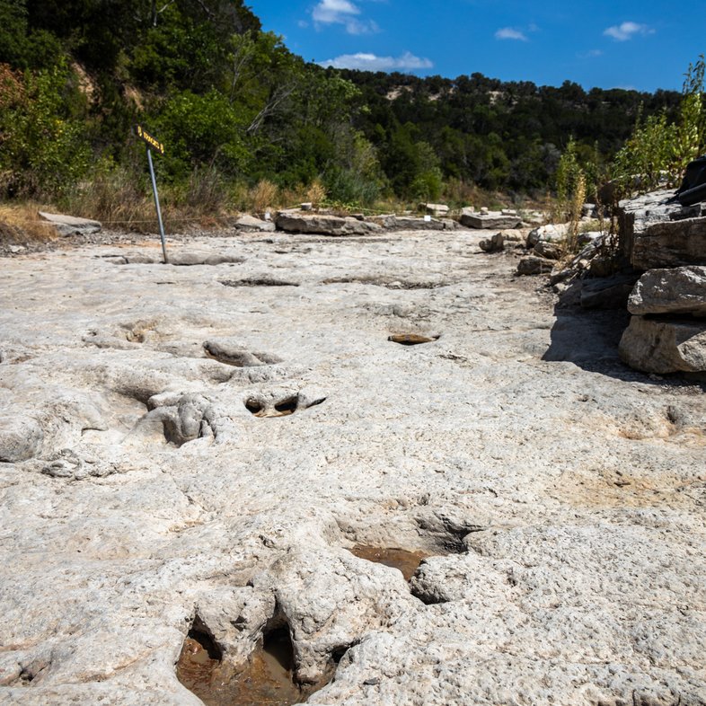 Tracks at Dinosaur Valley state park