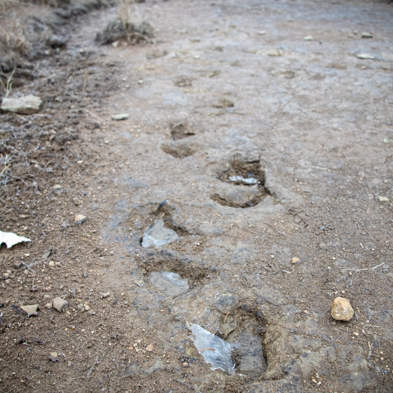 Dinosaur tracks at San Angelo State Park